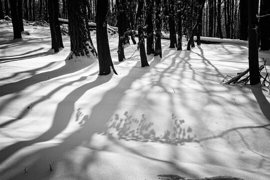 landscape with trees and snow