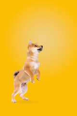 jumping shiba inu puppy dog