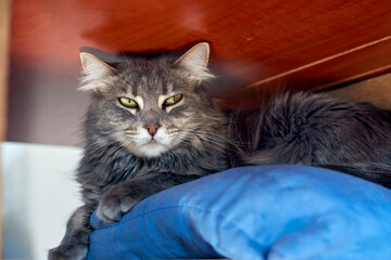 Naklejka premium A grey cat lying on a blue pillow under a table