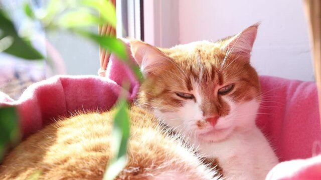 Morning sunlight on the relaxing red cat. Cute funny red-white cat on the windowsill in basket with pink blanket