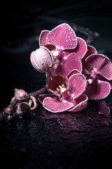 Macro Shot of an aesthetic orchid flower 
