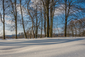 Sunny day in the frosty forest in the winter season. Landscape with forest and perfect sunlight with snow and clean sky. Beatuful contrast of snow shapes and shadows