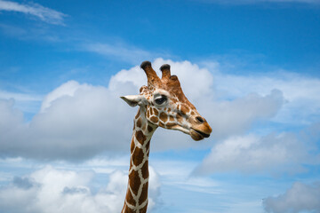 giraffe in the sky