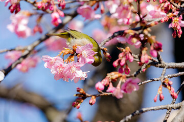 Japanese White-eye With Cherry Blossom(Japanese Name Is Kawazu-zakura) At Shibuya, Tokyo, Japan