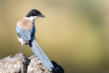 Obraz premium Blauwe Ekster, Iberian Magpie, Cyanopica cooki