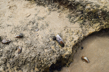 Close-up of some shells on the sand.