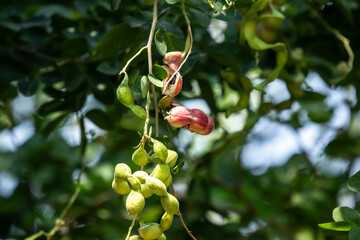 Manila tamarind fruit on tree