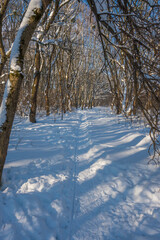 Sunny day in the frosty forest in the winter season. Landscape with forest and perfect sunlight with snow and clean sky. Beatuful contrast of snow shapes and shadows