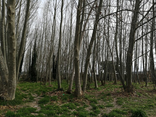 Obraz premium Bosque en otoño sin hojas en las ramas