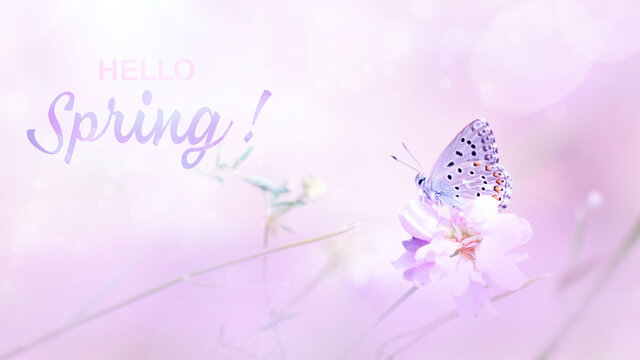 Beauty of nature. Gentle natural background in pink pastel colors and one butterfly in the sunrise with bokeh. Beautiful spring meadow, inspiration nature. Hello spring template for print or design.