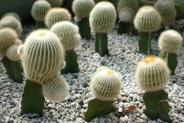 Close up of cactus white in the garden (Thailand)