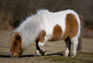 Shetland Pony