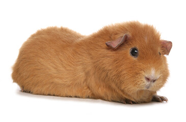 Domestic Guinea Pig