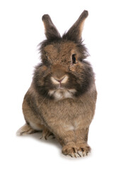 Obraz premium Domestic Rabbit