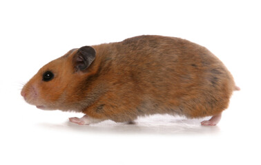 Syrian Hamster