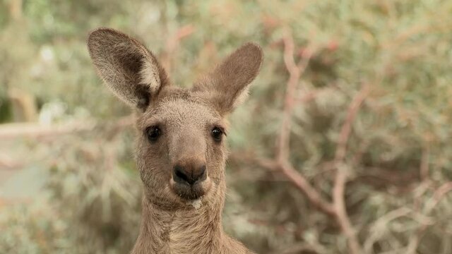 Close up of Eastern grey Kangaroo