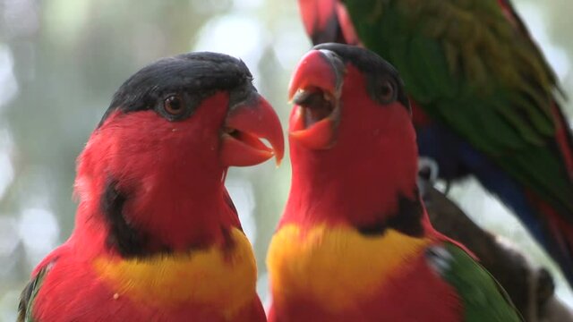 Close up of a pair of kissing parrots