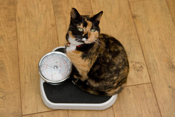 Domestic Cat