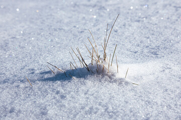 plants on snow covered meadow