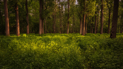 Waldstimmung in &Ouml;sterreich im Sommer