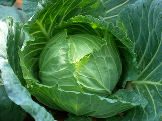 Fototapeta na wymiar closeup green cabbage organic farm in Myanmar basic food