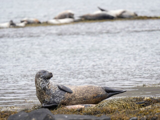Fototapeta premium Harbor or Common Seal near Hvitanes at the coast of Iceland. The Westfjords (Vestfirdir) near Isafjordur.