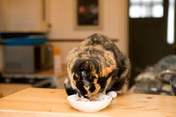 Domestic Cat