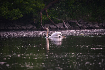 Schwimmende Schw&auml;ne in der Donau