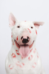 portrait of white bull terrier kissing on white background