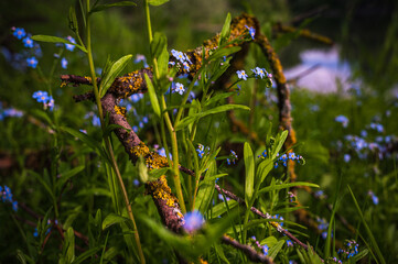 Fr&uuml;hling an der Donau