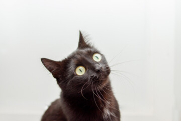 Black cat portrait. Black cat on white background