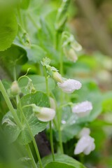 サヤエンドウの花