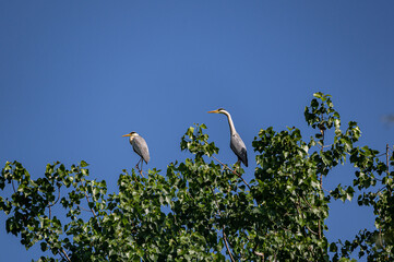 Graureiher beim Nestbau