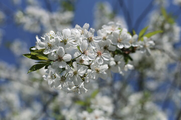 White fragrant flowers of blooming cherry.