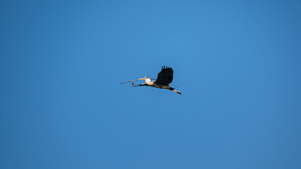 Graureiher beim Nestbau