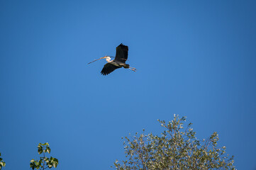 Graureiher beim Nestbau