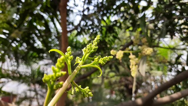 Mango flower blossom, Aam ka Manzar. inflorescence and immature fruits of an 'Alphonso' mango tree. Mango is also known as king of fruits. Close up of mango tree leaves with blooming little flowers.