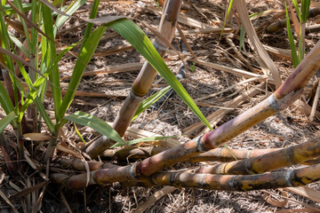 Sugarcane in sugarcane fields As a waste plant.