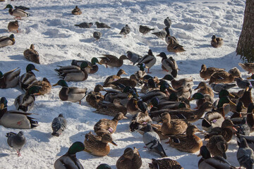 Obraz premium A flock of wild ducks on the lake. Many wild ducks swim in the winter lake. A flock of ducks in the water.