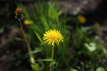A small yellow dandelion flower has bloomed in the yard.