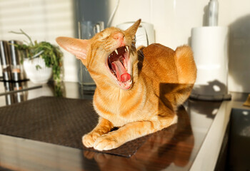 Oriental Red Cat portrait is yawning with open mouth and tongue out.