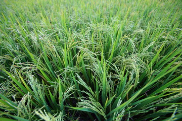 Closeup Ears of rice in the field in the evening