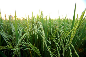 Closeup Ears of rice in the field in the evening