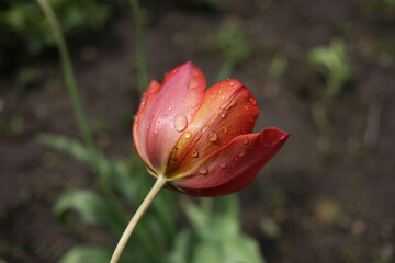 One large red tulip with raindrops on the petals.