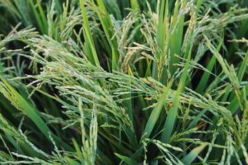 Closeup Ears of rice in the field in the evening