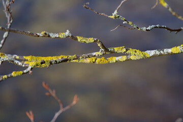Close up of branch covered with lichen.