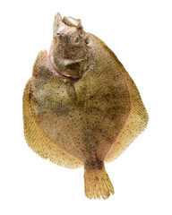 Turbot fish, isolated on white