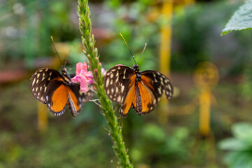Beautiful close up view of the Monarch butterfly in Costa Rica