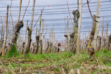 Vineyard below church of Männedorf, Switzerland.