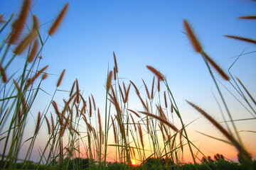 Grass flowers in the time the sun is near to set in the evening.